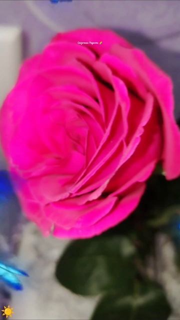 #радостьдня #любимые #розовые #розы #моиэмоции #радость #восторг #событиедня #25декабря2025год смотреть онлайн