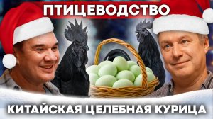 У этих кур чёрное мясо и зелёные яйца: редкая птица на семейной ферме | Птицеводство с нуля