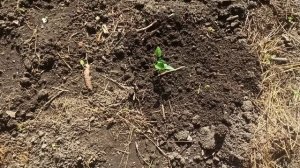 7 июня 2025 г. Куриный домик готов.