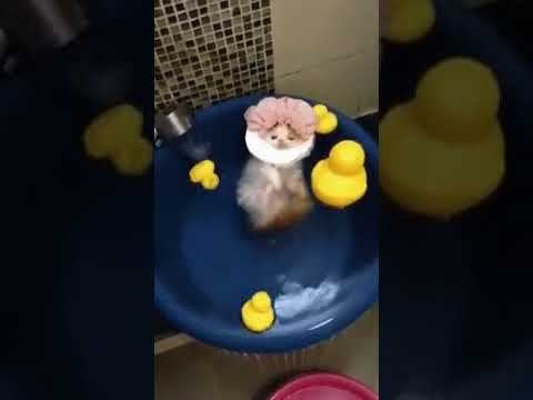 Способ релаксации по кошачьи! смотреть онлайн