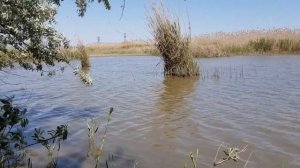 Заплутали в степи Грязевые процедуры