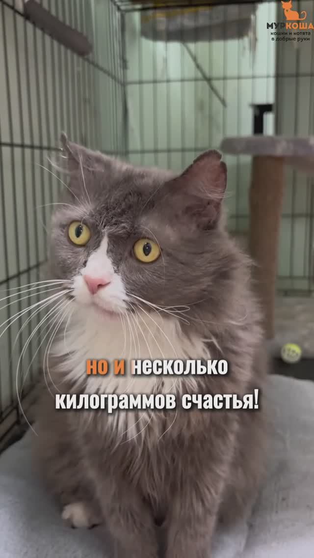 Афанасий ждёт вас в приюте #Муркоша смотреть онлайн