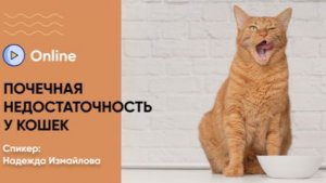 Бесплатный вебинар «Почечная недостаточность у кошек: как распознать симптомы»