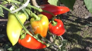 Польза сладкого перца