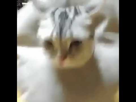 Удивительно! Показ мод! смотреть онлайн