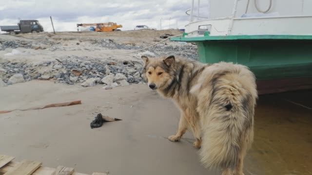Ямало-Ненецкий автономный округ, Тазовский район, село Газ-Сале смотреть онлайн