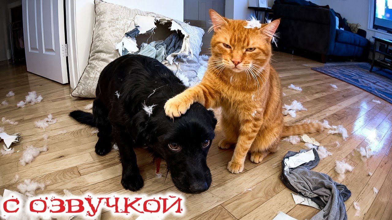 Я РЖАЛ ДО СЛЕЗ😂 15 Минут ОТБОРНЫХ ПРИКОЛОВ 2025 Смешные видео - Лучшие ПРИКОЛЫ #192 смотреть онлайн