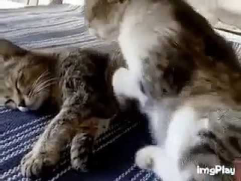 Нежность! смотреть онлайн