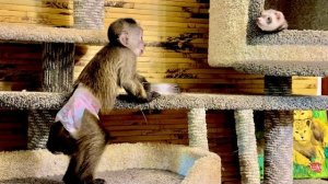 На что только не идет эта хитрая обезьяна лишь бы папа Влад был только ее))