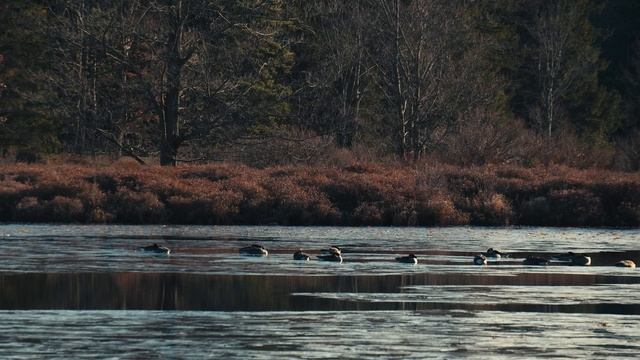 Black_moshanon_birds