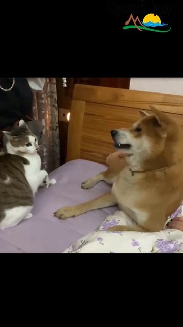 Собака, которая мявкает как кошка🤣 смотреть онлайн