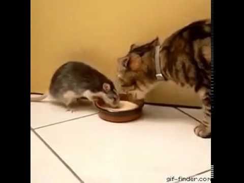 Удивительно! Кот и крыска едят из одной миски!!! смотреть онлайн