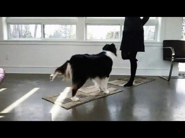 Йога-пес! Это надо видеть! смотреть онлайн