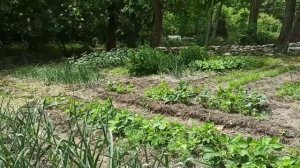 18,19 мая 2025г. зацвела акация .Высадила перцы на улицу.