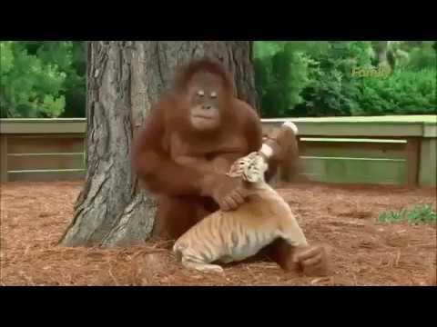 Невероятно! Обезьянка заботится о тиграх! смотреть онлайн