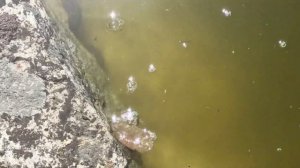 22,23 апреля 2025г.Посадила можжевельник и ромашку.Опять кошу траву.Опять небольшой катаклизм)