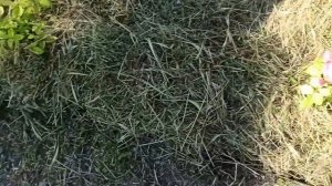 31 мая ,1 июня 2025 г. Вот и лето )