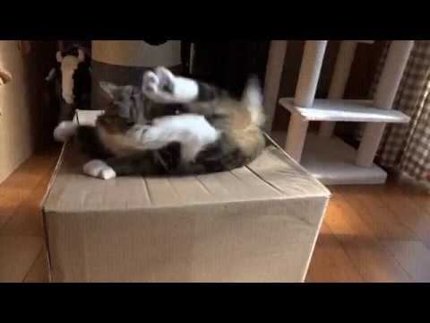 Похроните меня за плинтусом... смотреть онлайн