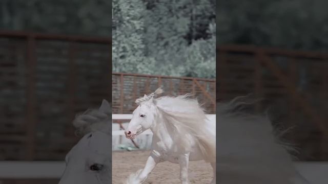 лошади.mp4 смотреть онлайн