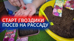 СЕЮ ГВОЗДИКУ ПОКА ВСЕ ЕДЯТ МАНДАРИНЫ. КАКИЕ ЦВЕТЫ ПОСАДИТЬ НА РАССАДУ В ДЕКАБРЕ и ЯНВАРЕ.