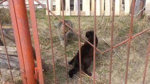 Будет драка