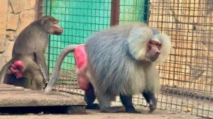 Лида решила ВЗЯТЬ ПРИМЕР с Люси и устроить скандал с соседями, модет Елисея хоть так удастся вернуть