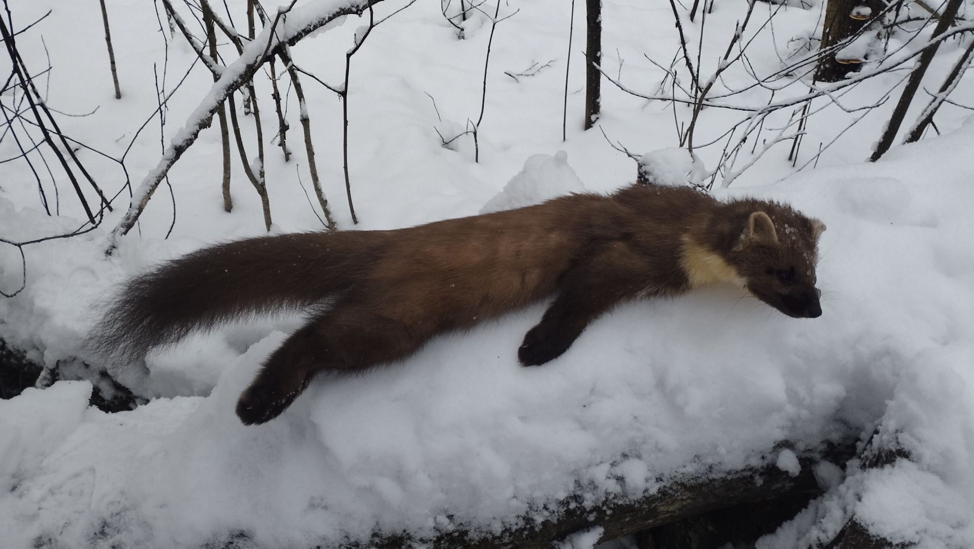 Проверил капканы. Подарок на Новый год! смотреть онлайн