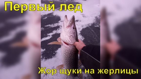 Первый лед. Жор щуки на жерлицы. смотреть онлайн
