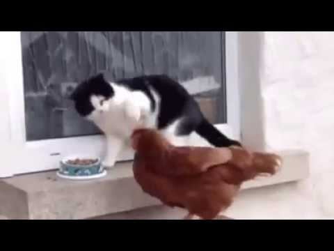 Курица победила кота, смотрите и удивляйтесь! смотреть онлайн