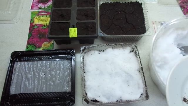 ПЕТУНИЯ. ОЧЕНЬ УДОБНЫЙ ПОСЕВ НА СНЕГ. 2022 год. смотреть онлайн