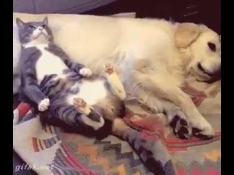 Пока пес не видит, котик воспользовался моментом! смотреть онлайн