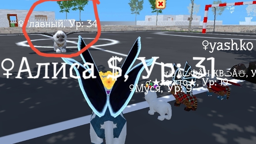 МЫ С 50 КОШКАМИ КЛАССНО 👍