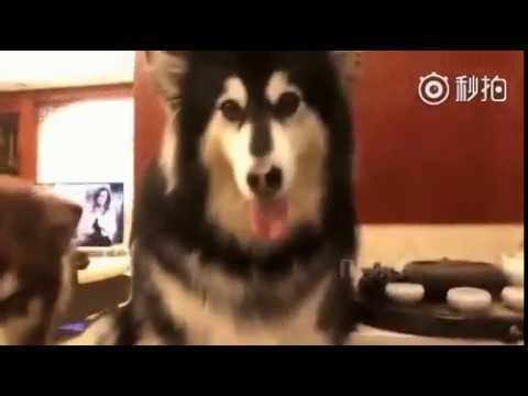 Рукопожатия...смотрите и удивляйтесь! смотреть онлайн