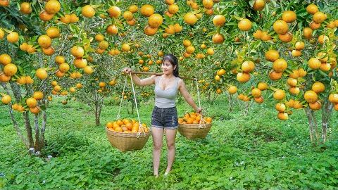 Урожай апельсинов отправляется на сельский рынок для продажи местным жителям смотреть онлайн