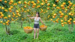 Урожай апельсинов отправляется на сельский рынок для продажи местным жителям