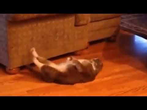 Невероятно! Кот качает пресс! смотреть онлайн