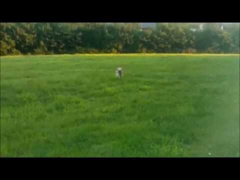 Котопес смотреть онлайн