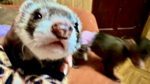 Мона сбежала и Басику с Лорикам приходится терпеть не уемную энергию Анфисы)((