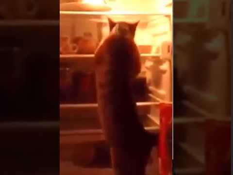 О! Не повезло котику! смотреть онлайн