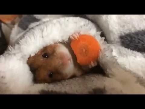 Апельсин для хомяка... смотреть онлайн