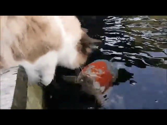 Необычная встреча смотреть онлайн