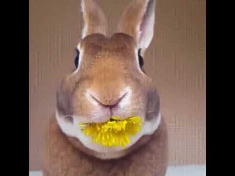 А Вы пробовали одуванчики? смотреть онлайн