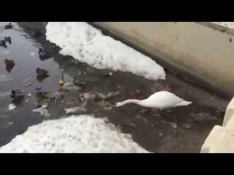 Год экологии, все таки! смотреть онлайн