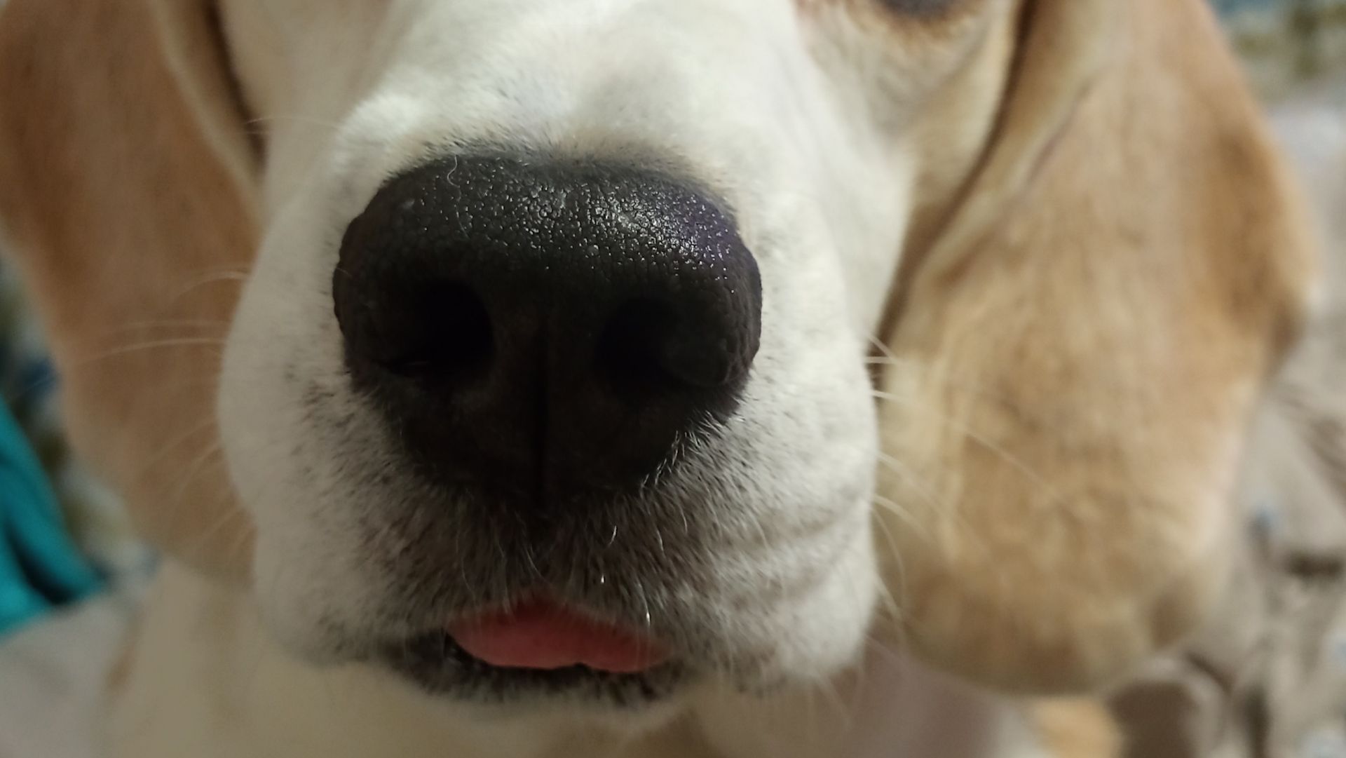 Вечерняя прогулка с собакой смотреть онлайн