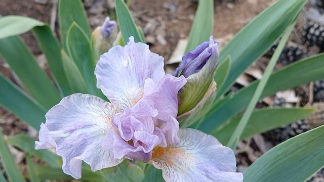 Ирис карликовый Gal Pal 12.06.2025 от СибСад24