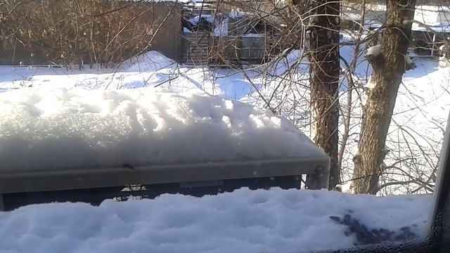 синицы за окном