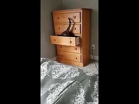 Сюрприз хозяйке смотреть онлайн