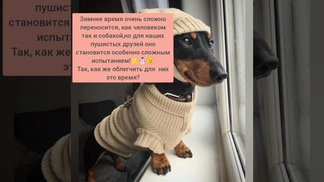 Что необходимо собаке зимой?🦮❄️
самые важные вещи для комфорта собаки в зимнее время!🧥