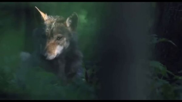 Garik Garik  А СОСНЫ ТРЕЩАТ ЕЛИ СКРИПЯТ