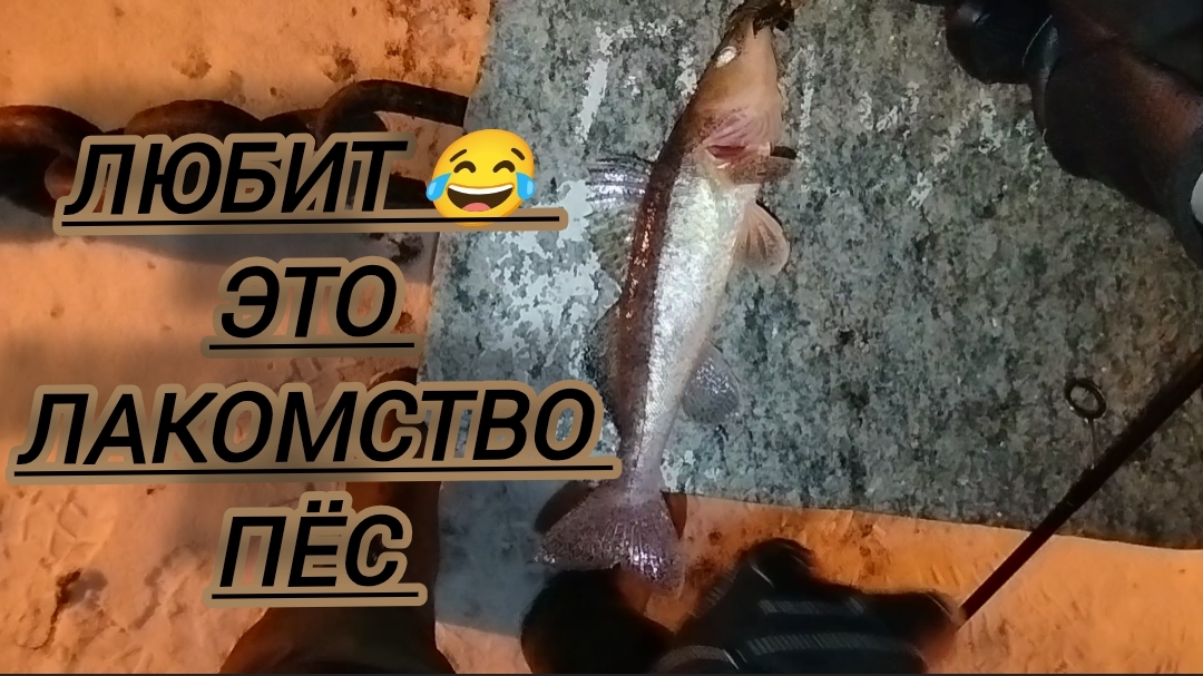 РЫБУ ПОЙМАЛ КИНО СНЯЛ ЯЙЦА ОТМОРОЗИЛ смотреть онлайн